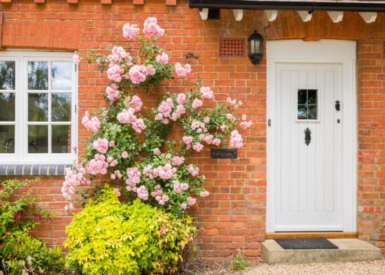 English Victorian home exterior with front door, wooden casement window and pink rose bush. England, UK